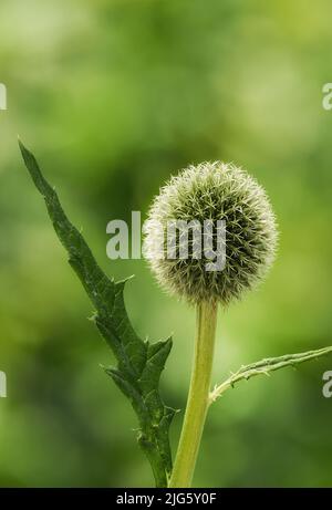 Blue Globe Thistle flower blooming against a green nature background in a park. Echinops growing and flourishing in a field in summer. Beautiful wild Stock Photo