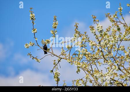 Blooming Mirabelle flower tree with a bird sitting on a branch with a cloudy sky background on a summer day. Blossoming bush with a little black crow Stock Photo