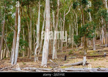 Forest of Eucalyptus or birch trees growing in a meadow in South Africa. Landscape of tall white trees with bark peeling in cultivated woodland near Stock Photo