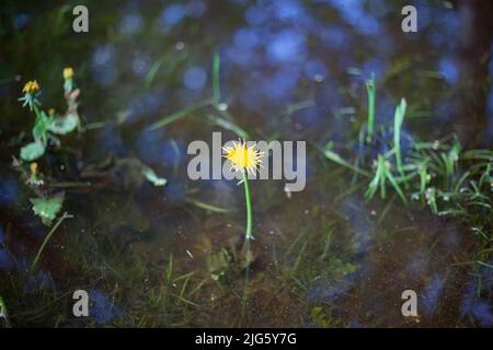 Dandelion in water. Yellow flower in spring. Plant on background of water. Beauty of nature. Stock Photo
