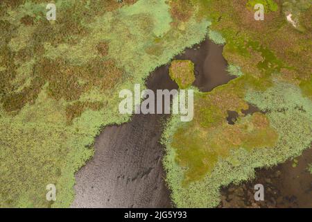 Top view of sun is reflected on the water surface of the lake with aquatic vegetation. Sri Lanka. Stock Photo