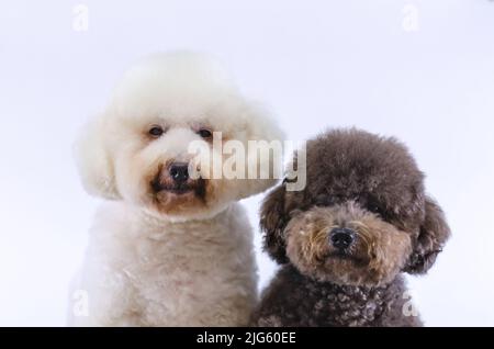 Two adorable Poodle dogs sitting together on white color background. Stock Photo