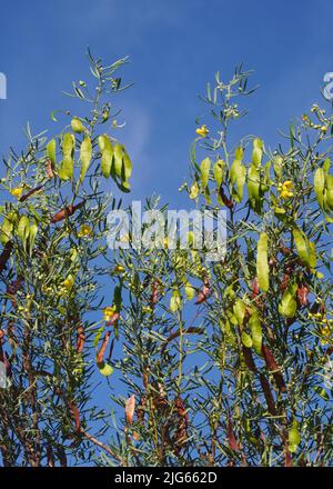 Wattle Tree Top with Seed Pods against Blue Sky Stock Photo