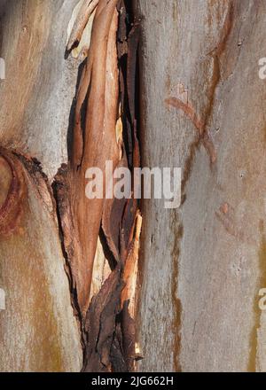 Peeling bark of a River Red Gum tree (Eucalyptus camaldulensis) in ...