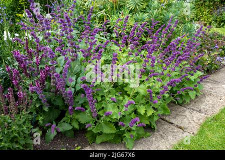 Planting at Bourton House gardens, Morton in Marsh. market town in the Cotswolds, Gloucestershire, England, uk Stock Photo