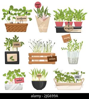 Microgreen label icon set with sunflower beet arugula cress onion mung radish corn and pea descriptions vector illustration Stock Vector