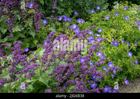 Planting at Bourton House gardens, Morton in Marsh. market town in the Cotswolds, Gloucestershire, England, uk Stock Photo