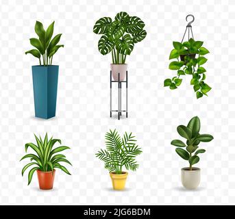 Isolated images of various house plants in pots on a transparent background realistic vector illustration Stock Vector