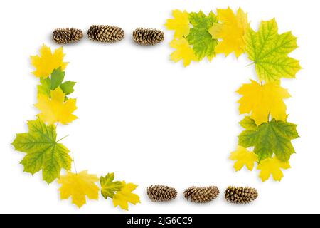 Yellow and green maple leaves and cones on white isolated background. Autumn frame Stock Photo