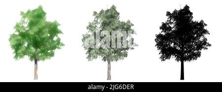 Set or collection of Blue Gum trees, painted, natural and as a black silhouette on white background. Concept or conceptual 3d illustration for nature Stock Photo