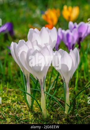 Springtime with white corcus flowers in the meadow Stock Photo