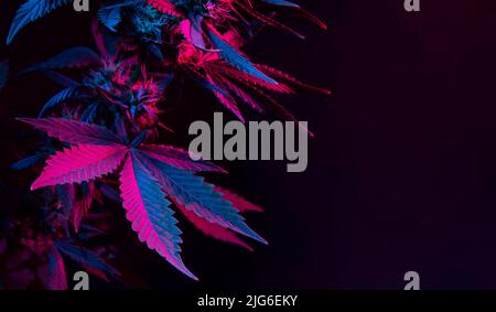Banner with cannabis purple leaf on black background and empty space for text. Background with big bright colorful marijuana leaves close up. Beautifu Stock Photo