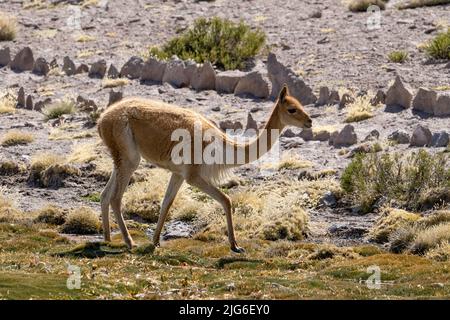 A Vicuna, Lama vicugna, in Lauca National Park on the high Andean altiplano in northeastern Chile. Stock Photo