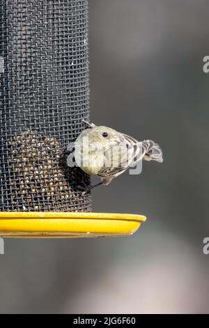 A female Lesser Goldfinch, Spinus psaltria, on a backyard bird feeder in Utah. Stock Photo