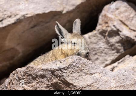 A Southern Viscacha, Lagidium viscacia, in the rocks in Lauca National Park on the high altiplano in Chile. Stock Photo