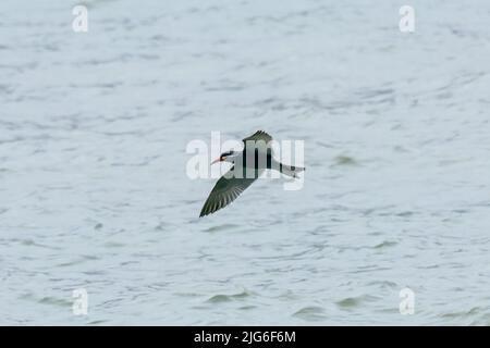 An Inca Tern, Larosterna inca, in flight at Pan de Azucar National Park on the Pacific Coast of Chile Stock Photo