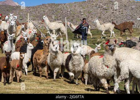A mixed herd of domestic alpacas and llamas being let out to graze in a bofedal or wetland in Lauca National Park in Chile. Stock Photo