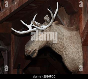Stuffed moose heads with large antlers on the wall Stock Photo