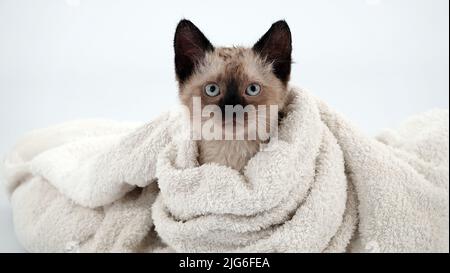 Siamese kitten after bathing wrapped in a towel on a white background Stock Photo