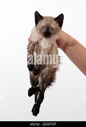 Kitten is played with Thai or Siamese breed Stock Photo