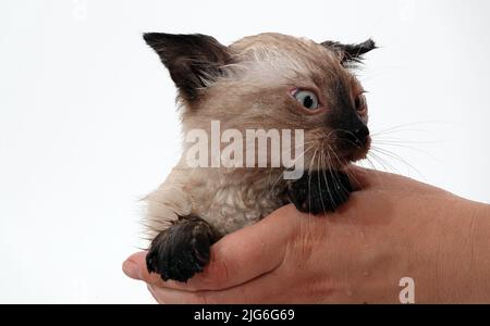 Kitten is played with Thai or Siamese breed Stock Photo