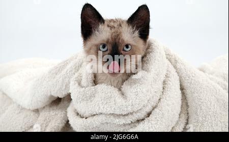 Kitten is played with Thai or Siamese breed Stock Photo