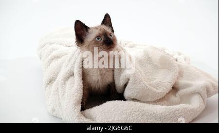 Kitten is played with Thai or Siamese breed Stock Photo