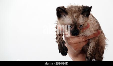 Kitten is played with Thai or Siamese breed Stock Photo
