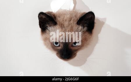Kitten is played with Thai or Siamese breed Stock Photo