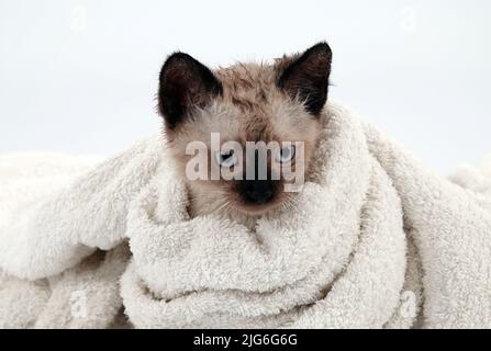 Kitten is played with Thai or Siamese breed Stock Photo