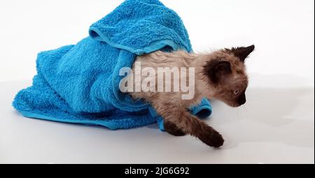 Kitten is played with Thai or Siamese breed Stock Photo