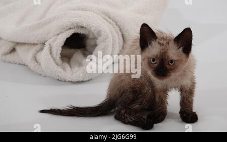 Kitten is played with Thai or Siamese breed Stock Photo