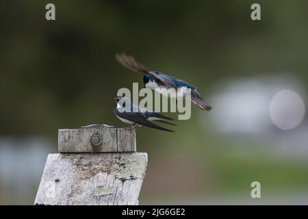 Tree swallows mating at a wildlife refuge in NY Stock Photo