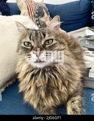 A small cat looking at its human with its big green eyes Stock Photo