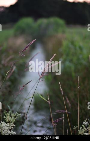 Little streamlet between meadows with greens at the side Stock Photo