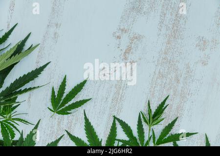 Top view of green cannabis leaves border on a light blue wooden background Stock Photo