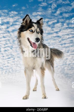 siberian husky in front of white background Stock Photo