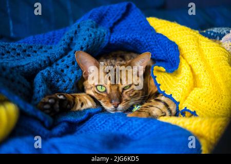 Domestic Bengal cat resting on the couch wrapped in a blanket, pets care Stock Photo