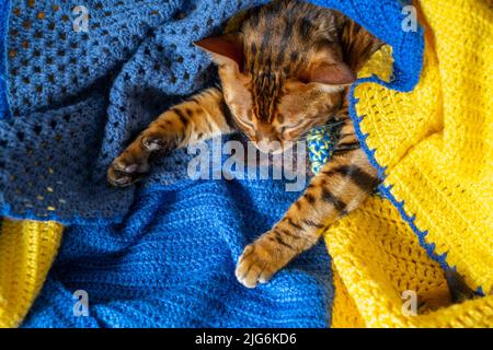Domestic Bengal cat resting on the couch wrapped in a blanket, pets care Stock Photo
