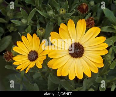 Yellow Osteospermum Stock Photo