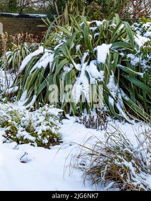 Phormium (New Zealand Flax) covered in snow. This large plant dominates a garden after snow in Yorkshire. Stock Photo