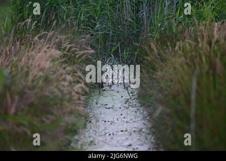 Little streamlet between meadows with greens at the side Stock Photo