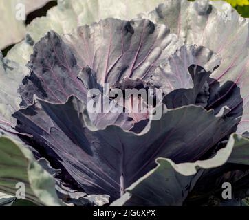Sunlit red cabbage growing in a UK garden. Stock Photo