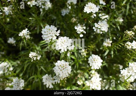 Blossoming candytuft, Iberis, in spring Stock Photo