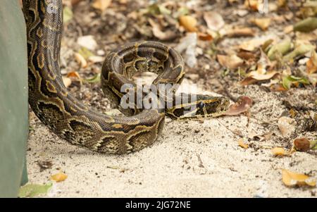 A recently sloughed Central African Rock Python has bright markings, but a bit darker than its close relative, the Southern African Rock Python. Stock Photo