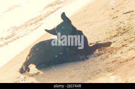 Labrador dog playing on sand beach Stock Photo