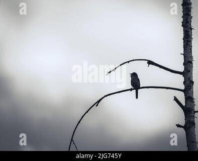 lone warbler bird on dead dry tree Stock Photo