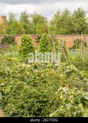 The Kitchen Garden at Hampton Court Palace full of summer vegetables. UK. Stock Photo