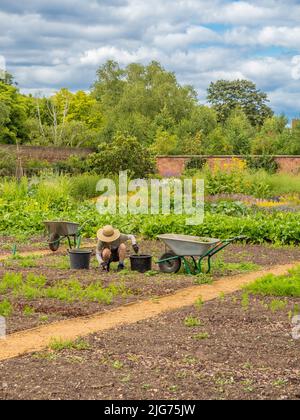 Unidentifiable gardener wearing a straw hat, weeding in the Kitchen Garden at Hampton Court Palace. London Stock Photo