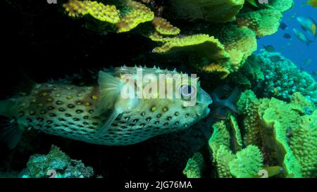 Porcupinefish is hiding under under Lettuce coral. Ajargo, Giant Porcupinefish or Spotted Porcupine Fish (Diodon hystrix) and Lettuce coral or Yellow Stock Photo